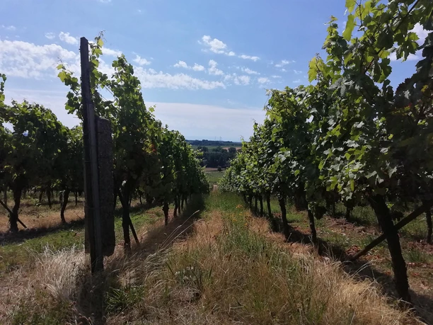 Weinlage mit Aussicht
