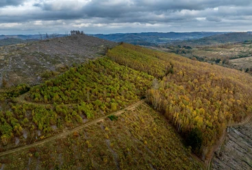Hauberg