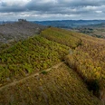 Hauberg