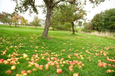 Streuobstwiese