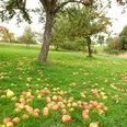 Streuobstwiese