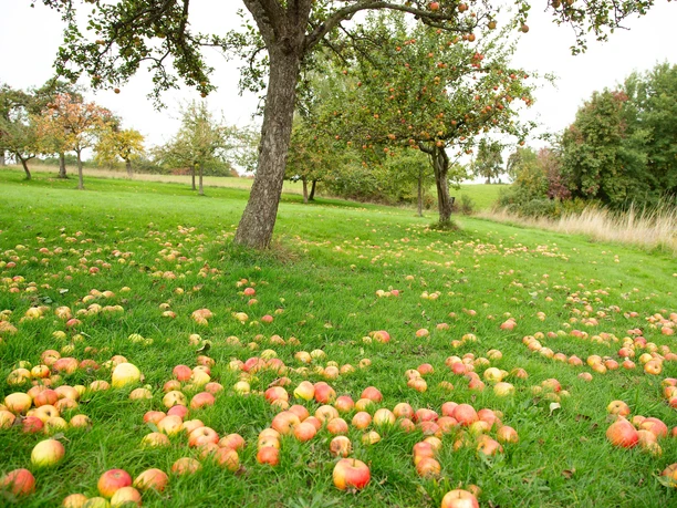 Streuobstwiese