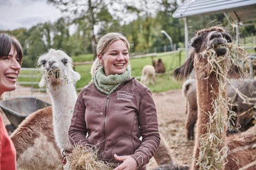 Fütterung Lamas und Alpakas