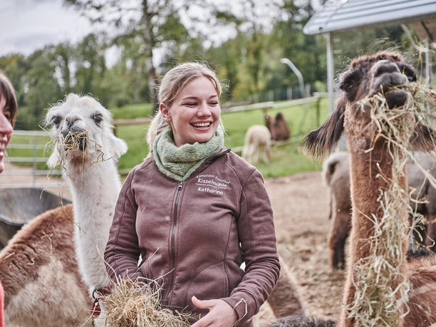 Fütterung Lamas und Alpakas