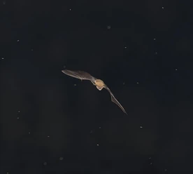Fledermaus