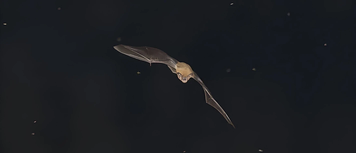 Fledermaus