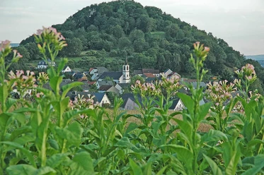 Neuerburger Kopf