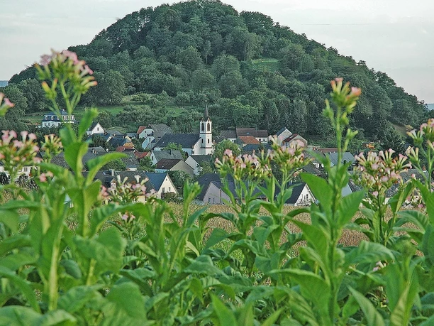 Neuerburger Kopf