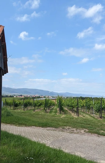 Ausblick auf das Hambacher Schloss