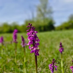 Orchideen Wasserliesch