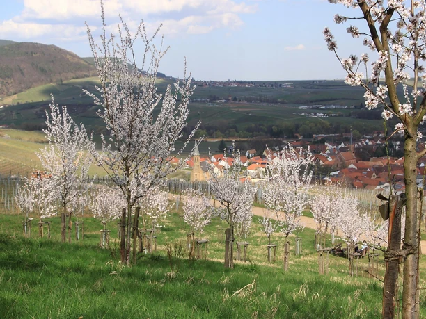 Pfälzer Mandelhain bei Birkweiler/Ranschbach