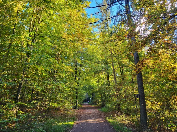 Weg zwischen dem PWV-Hilschberghaus und dem "Katzenbusch"