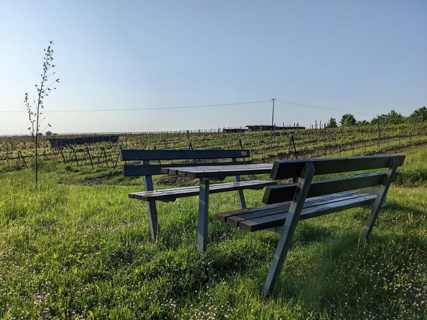 Picknickplatz in den Weinbergen Picknickplatz in den Weinbergen