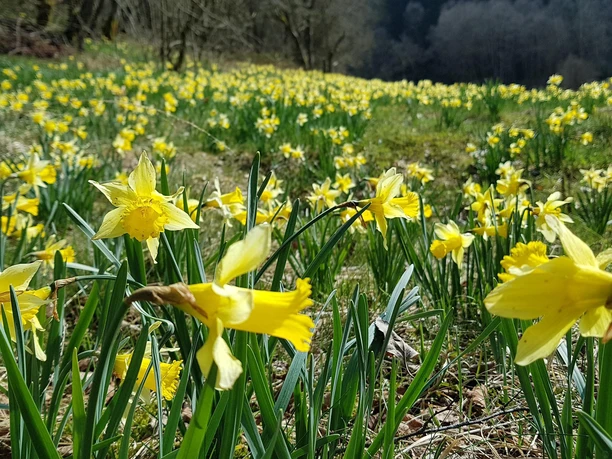 Narzissenwiese im Perlenbachtal