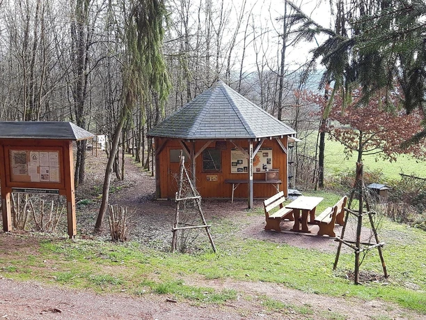 Insekten des Waldes (3)