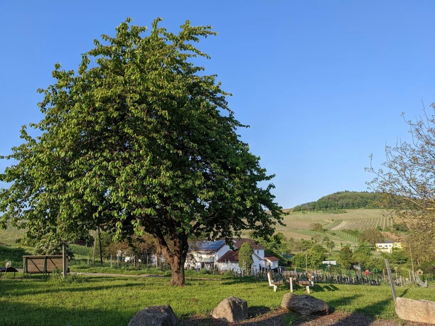 Picknicken mit Aussicht auf den Pfälzerwald