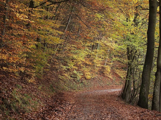 Wald bei Rurberg