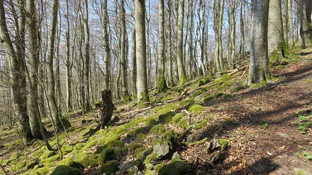 Weg hoch zum Ringwall