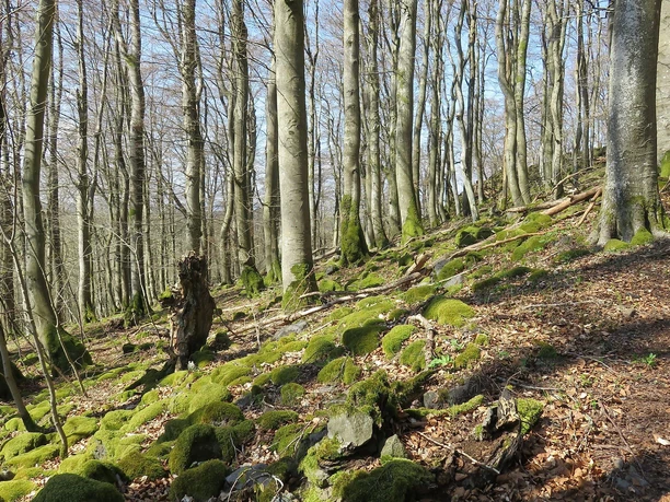 Weg hoch zum Ringwall Weg hoch zum Ringwall