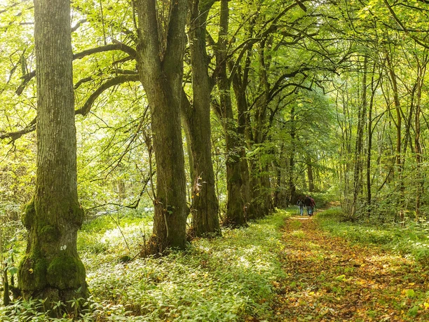 Aremberger Wald