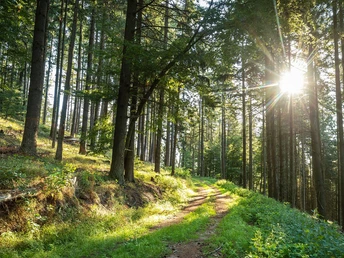 Wandern im Pfälzerwald