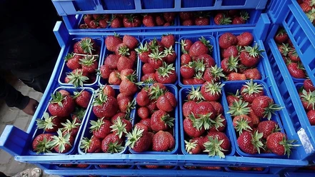 Erdbeeren