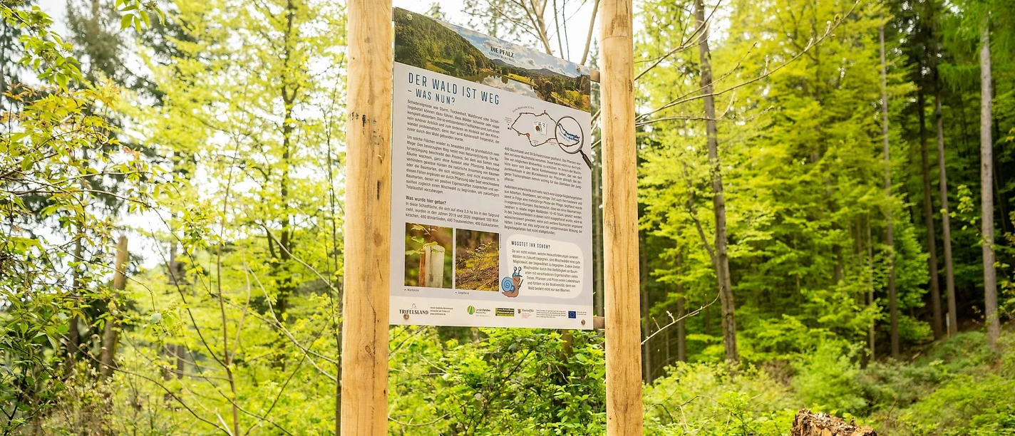 Schadereignisse auf Waldflächen