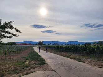 Weinberge Kleinfischlingen