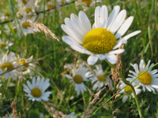 Blume