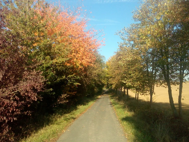 Farbenfrohe Allee- Rehweg Braunfels- Altenkirchen