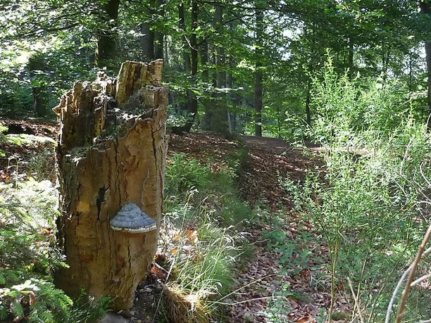 Idylische Natur