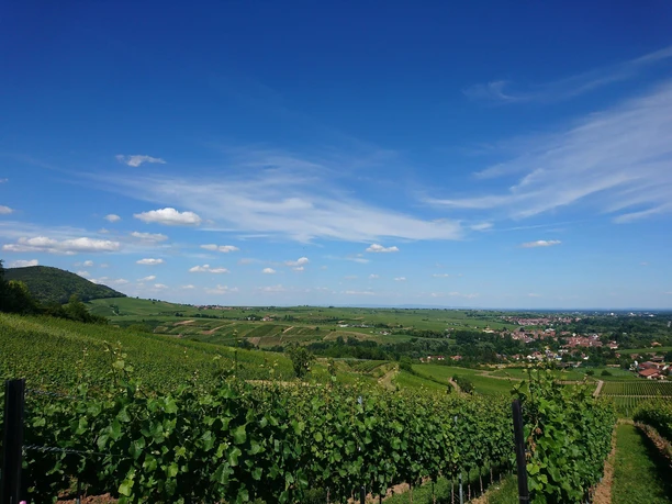 Blick auf den Haardtrand und Geilweilerhof