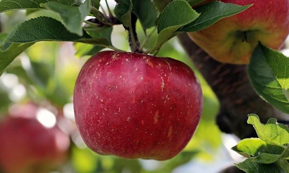 Apfel