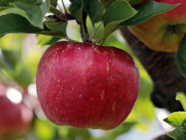 Apfel