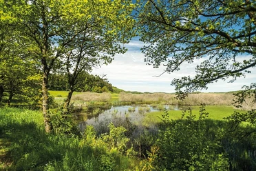Mürmes Moor