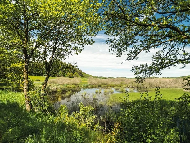 Mürmes Moor