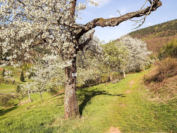 auf dem Streuobstwanderweg