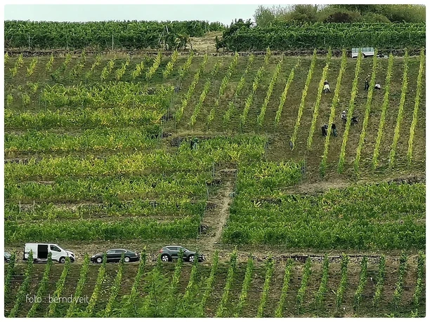 Weingut Rinke GbR (2)