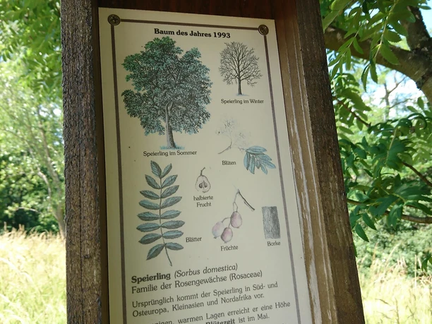 Infotafel zum Speierling (Baum des Jahres 1993) Infotafel zum Speierling (Baum des Jahres 1993)