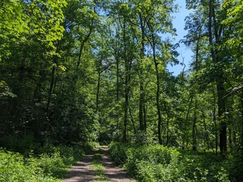 Kleinod Mühlhofener Wald