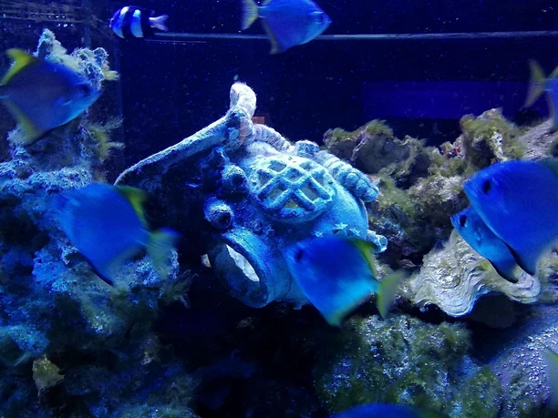Aquarium
