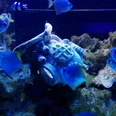 Aquarium