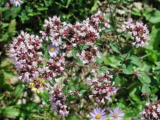 Origanum vulgaris