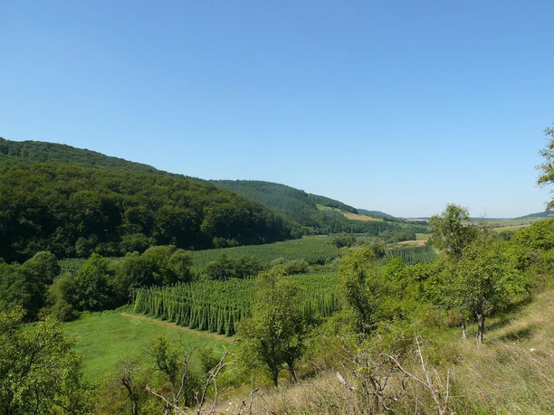 Blick über die Hopfenfelder im Prümtal