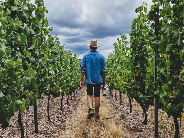 Weingut Schuster Oberemmel (01)