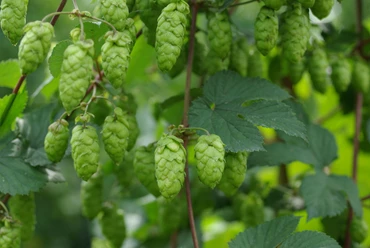 Hopfen