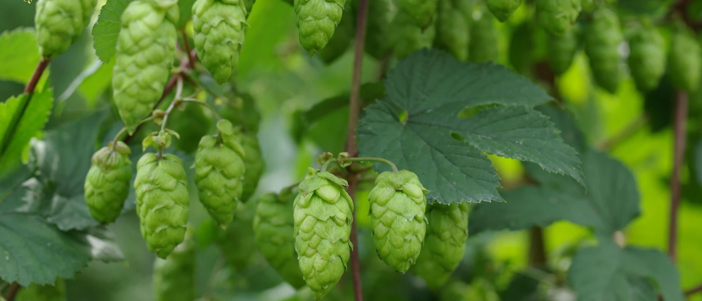 Hopfen