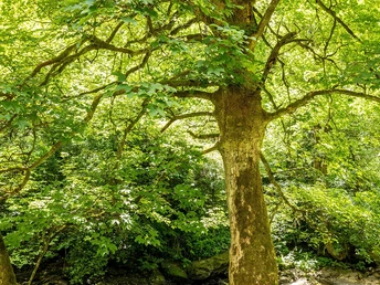 Rurtal bei Dreistegen