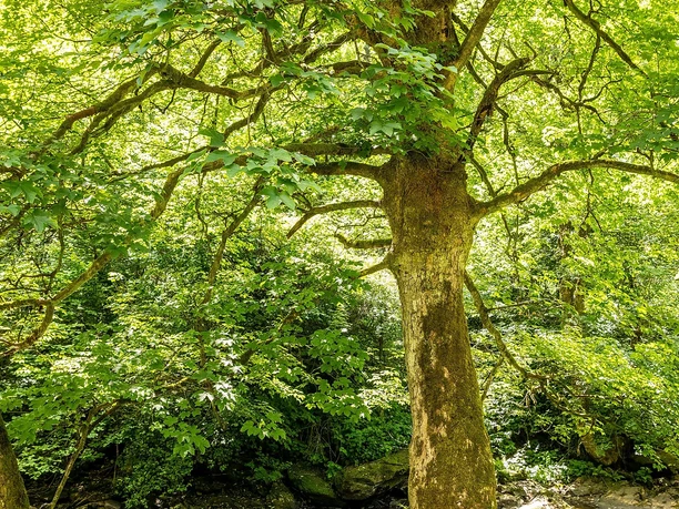 Rurtal bei Dreistegen