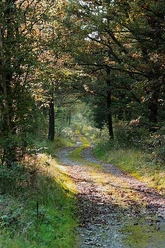 Bremsbahn Hohenseelbachskopf